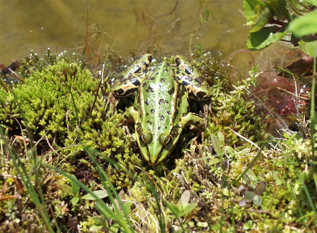 platzhalter_frosch.jpg